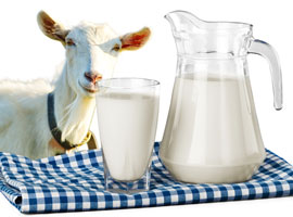 susu-kambing