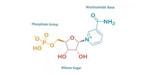 ingredients-06-NMN.jpg